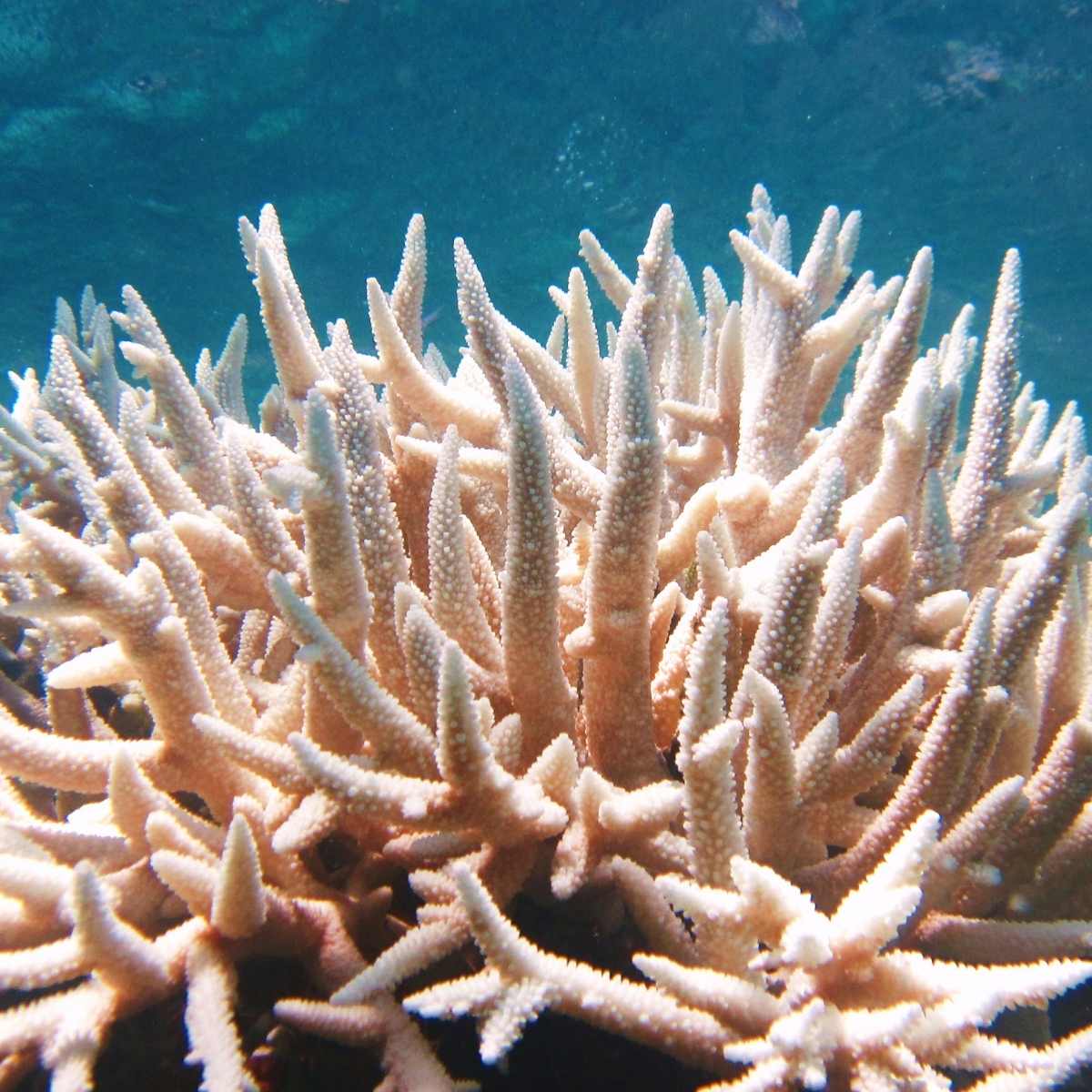 Bleached coral in the ocean.