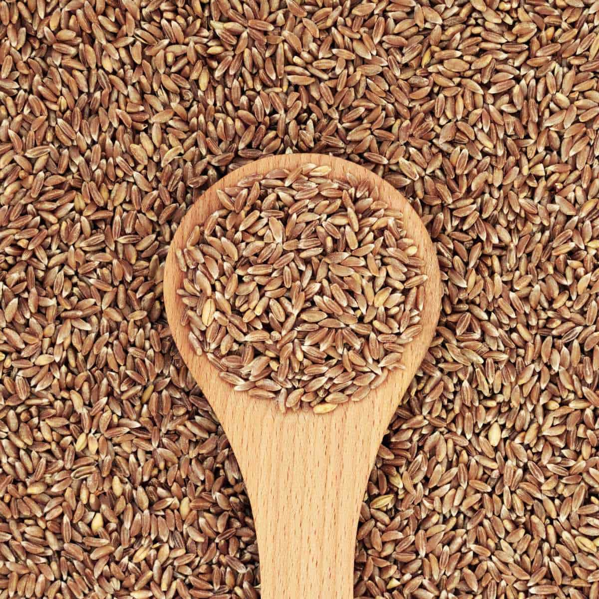 Spoon full of farro, sitting on a bed of more farro.