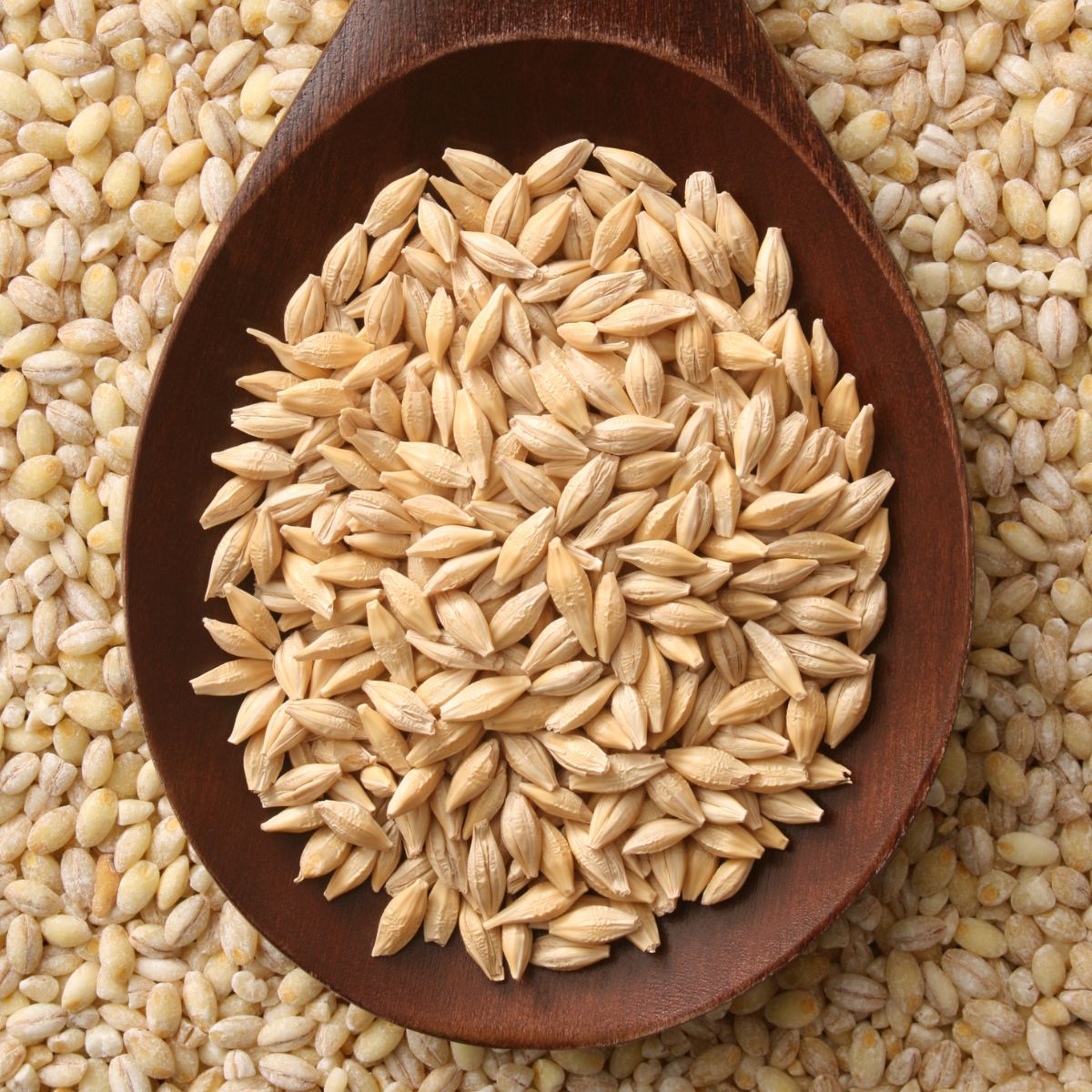 A spoon holding hulled barley, sitting on top of a layer of pearled barley.