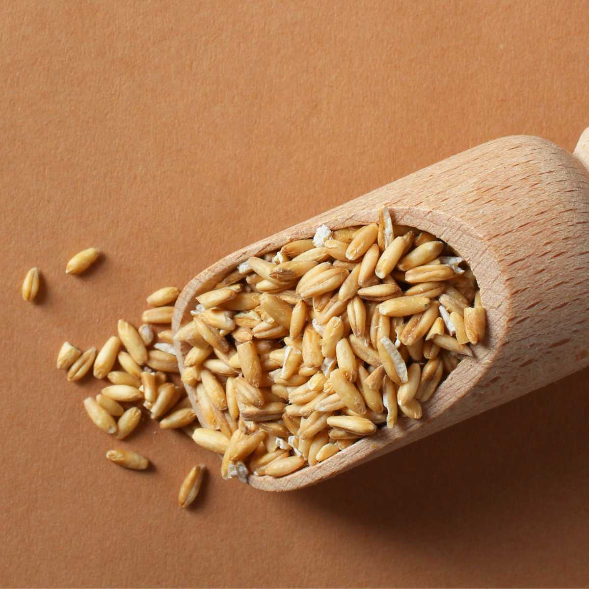 Wooden scoop full of dry oat groats.