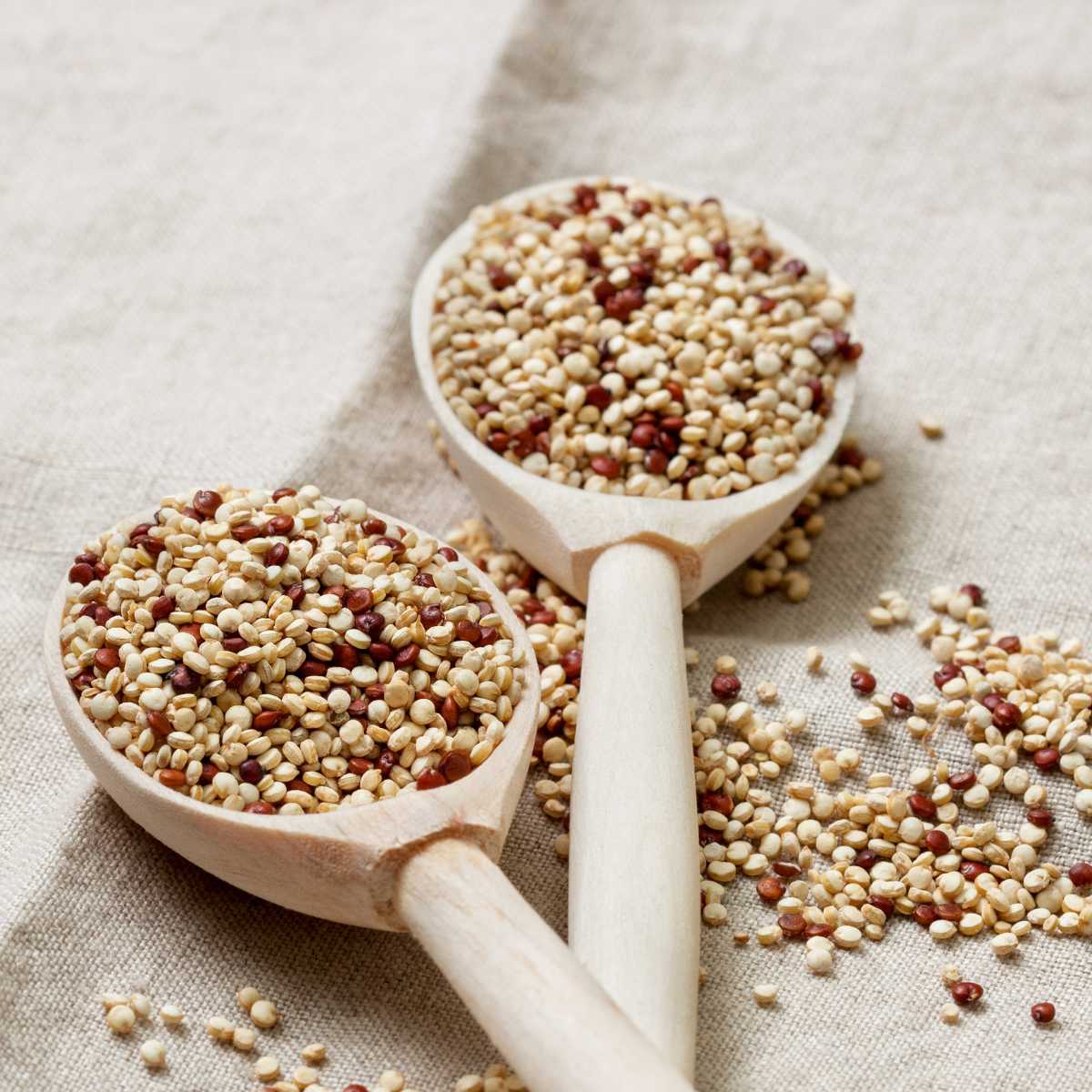 Two spoons full of dry quinoa.